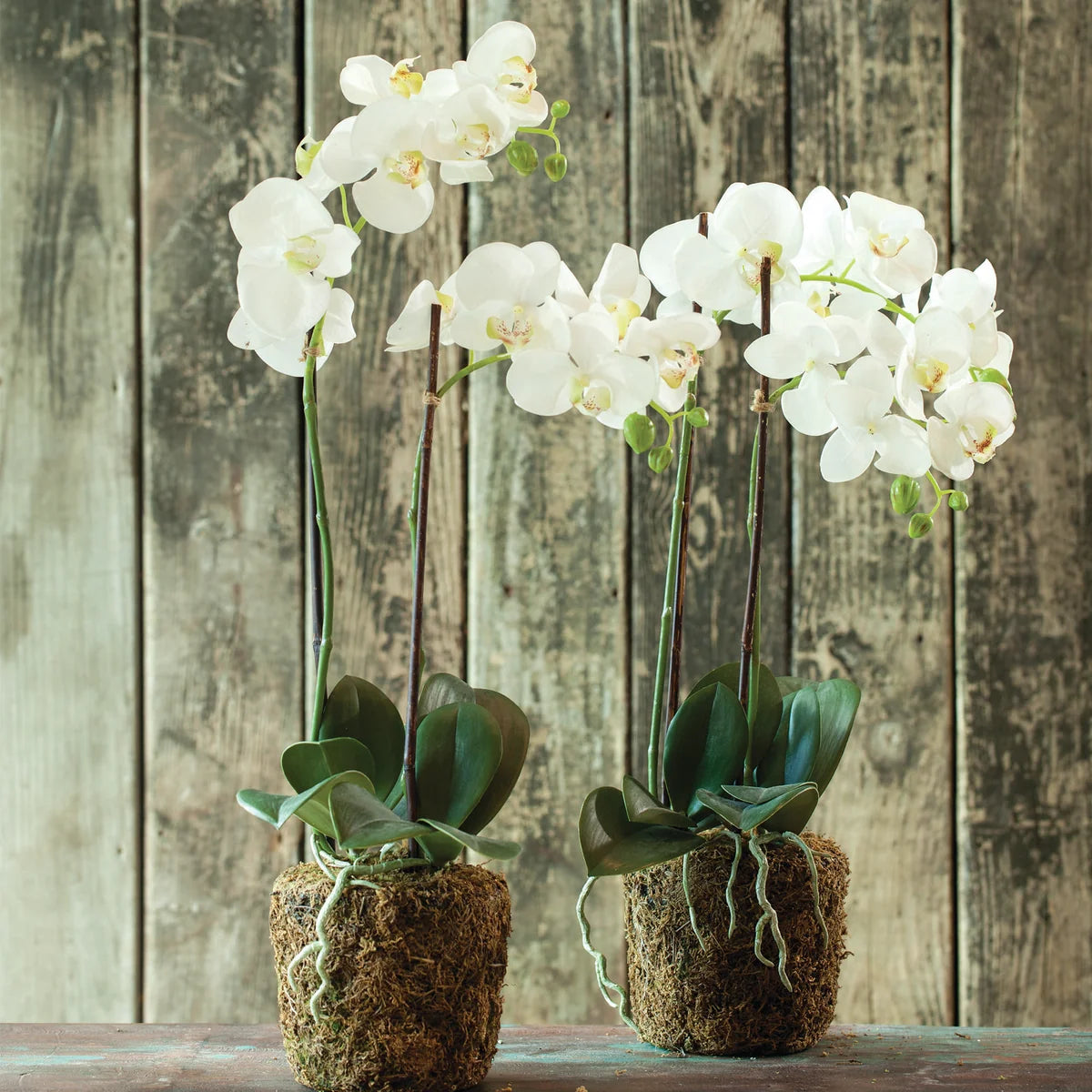 Phalaneposis Drop In
