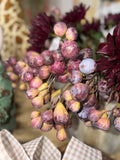 Bunching Fig Green Brown