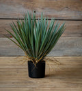 Spanish Sword Potted Yucca