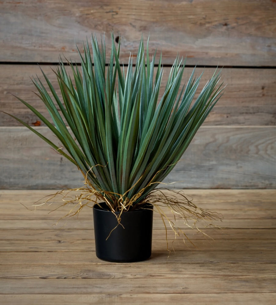 Spanish Sword Potted Yucca