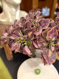 Coleus Noir