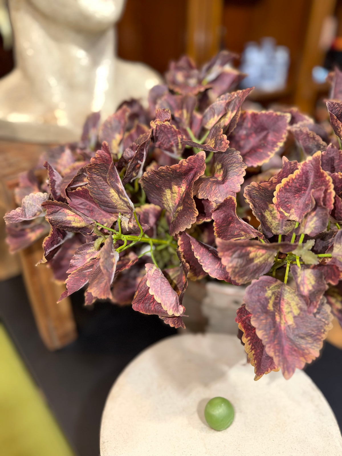 Coleus Noir