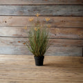 Potted Pasture Grass