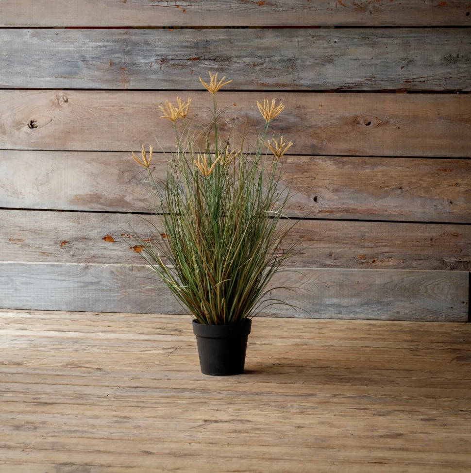 Potted Pasture Grass