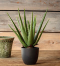 Potted Aloe Vera Plant