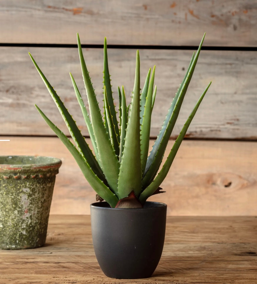 Potted Aloe Vera Plant