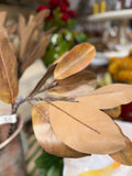 Magnolia Stem