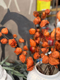 Orange Chinese Lantern Bundle