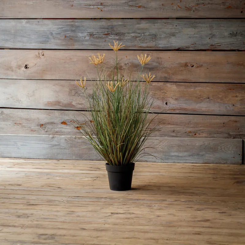 Potted Pasture Grass