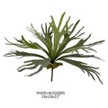 Stag horn Small Fern