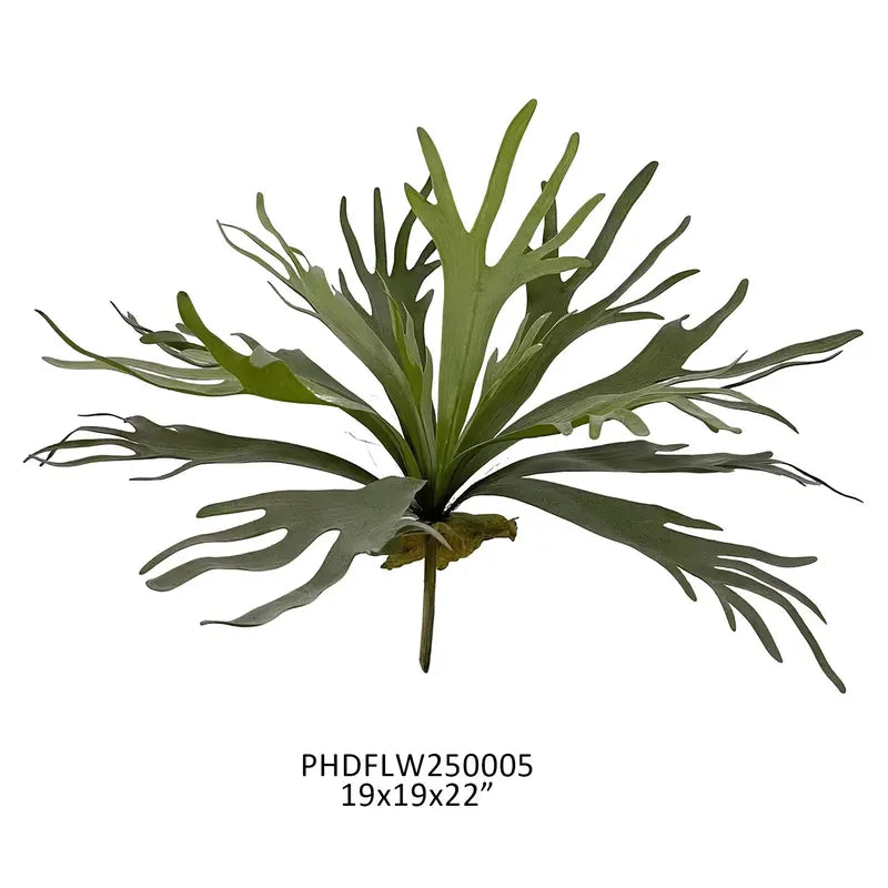 Stag horn Small Fern