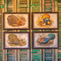 Peacock Pheasant Pictures