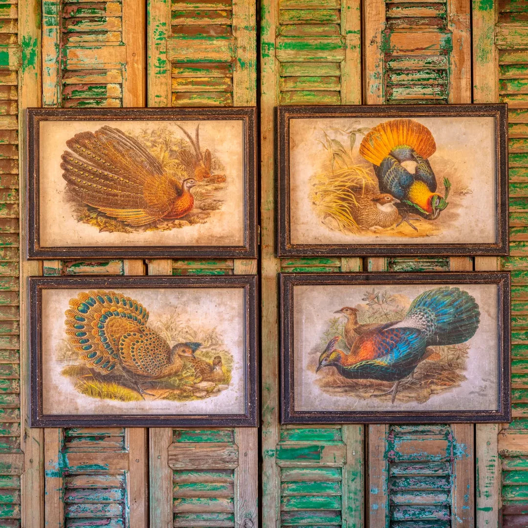 Peacock Pheasant Pictures