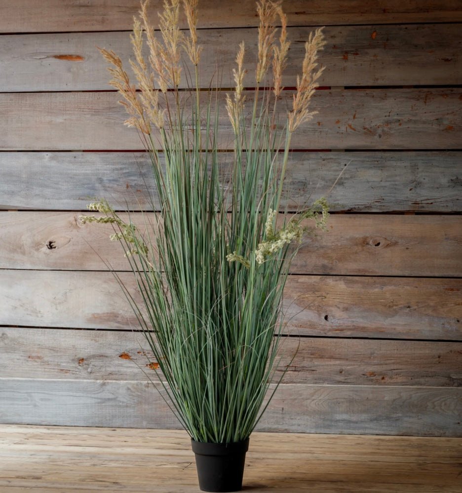 Potted Johnson Grass