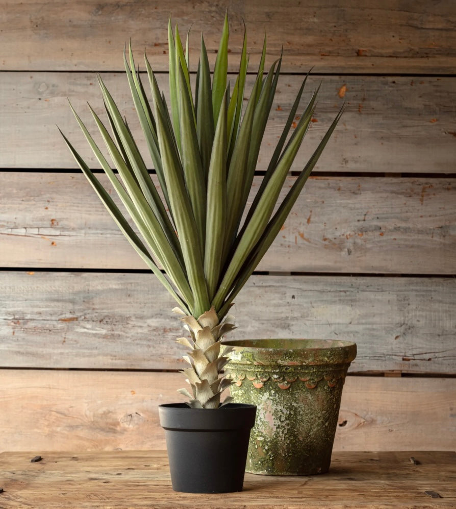 Potted Yucca Plant