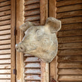Weathered Pig Head