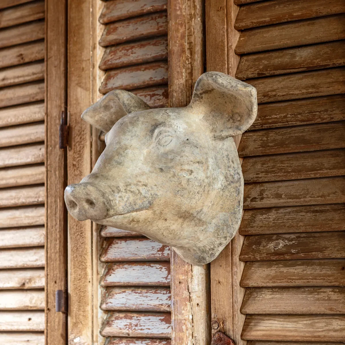 Weathered Pig Head