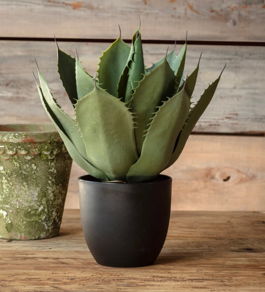 Potted Artichoke Agave Plant