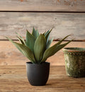 Potted Foxtail Agave Plant