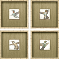 Hummingbird Flight Portraits