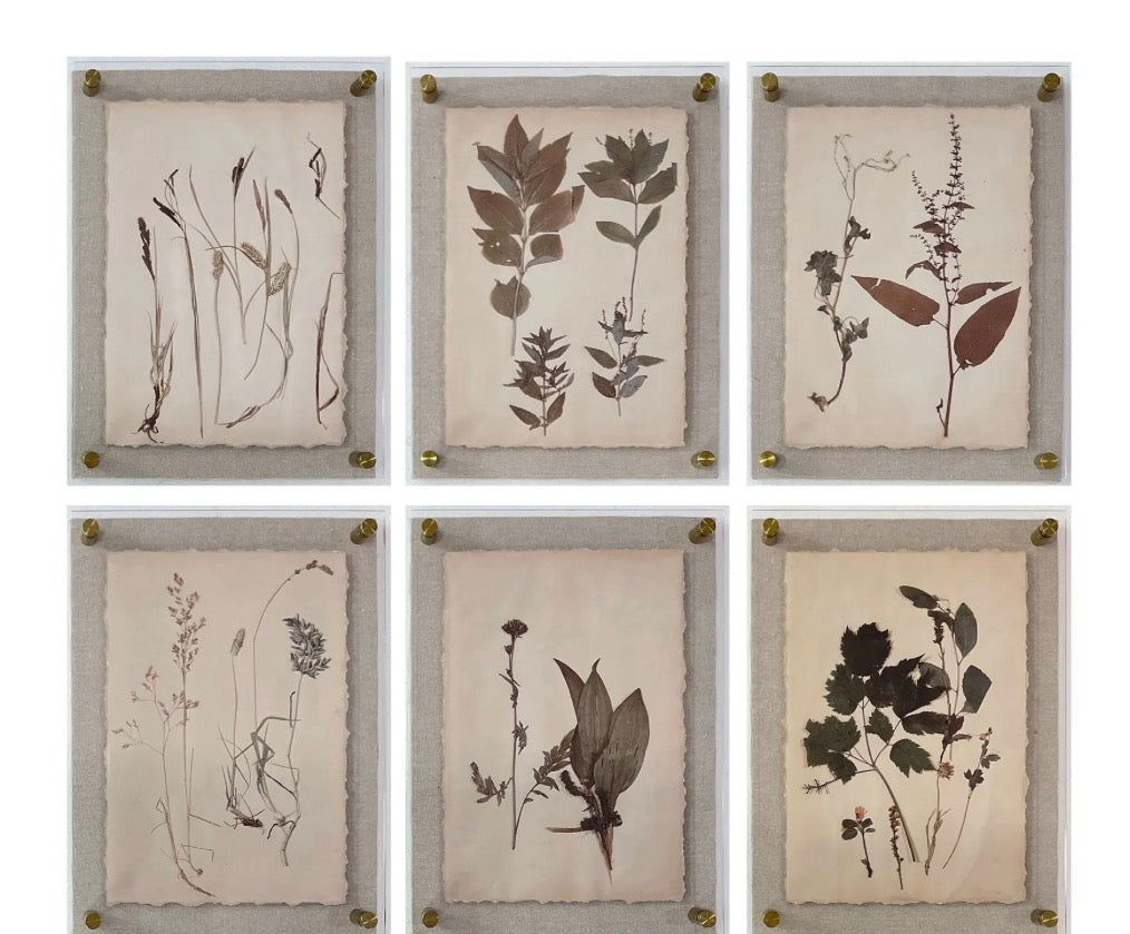 Framed Dried Botanical Print