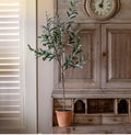 Piazza Potted Olive Tree
